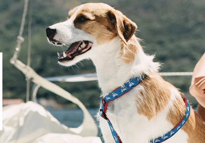 Harness | Under Sail