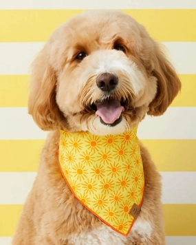 Here Comes the Sun Dog Bandana (Made in the USA)