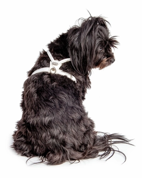 Italian Leather Dog Harness in Ultra White
