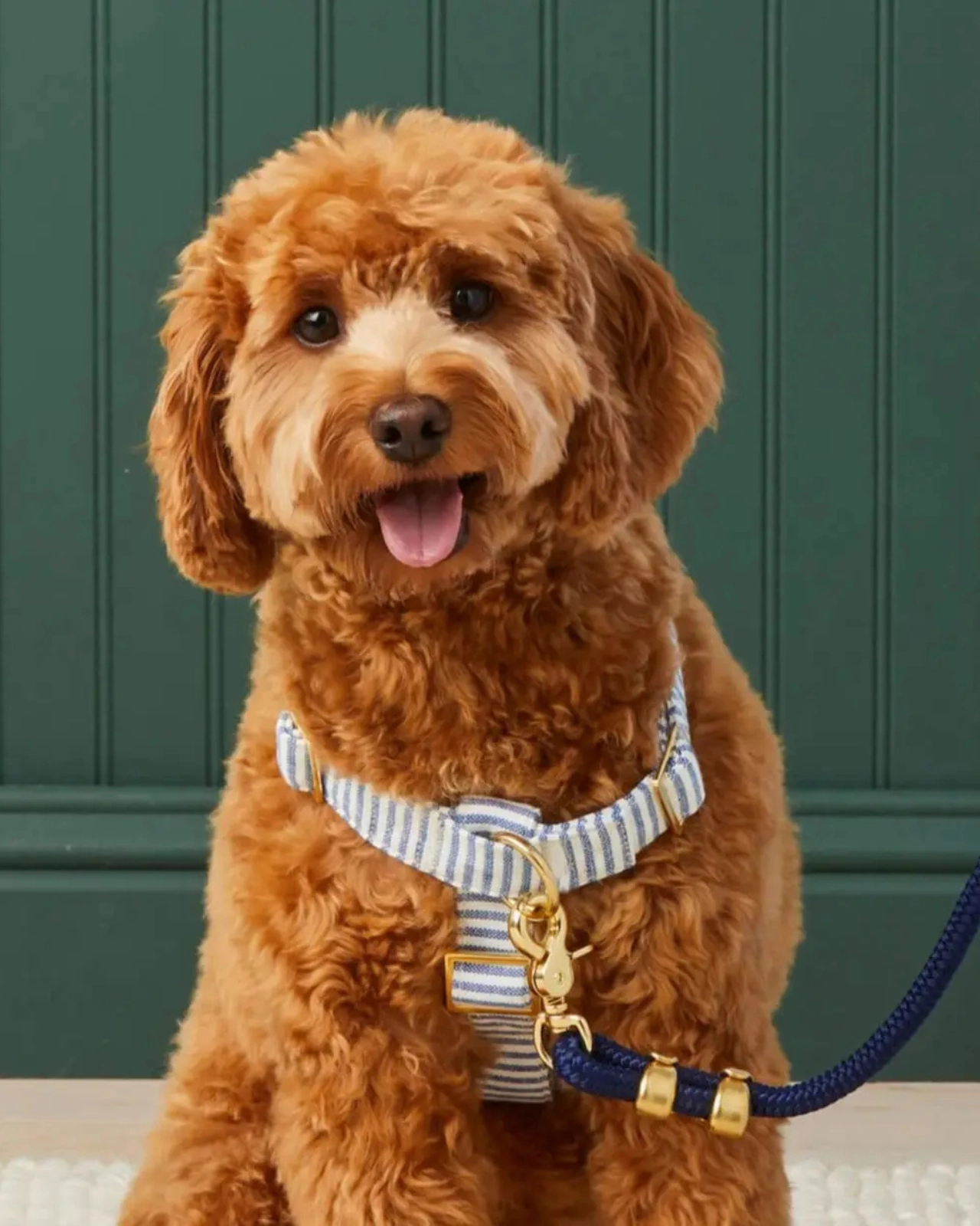 Lake Blue Stripe Dog Harness