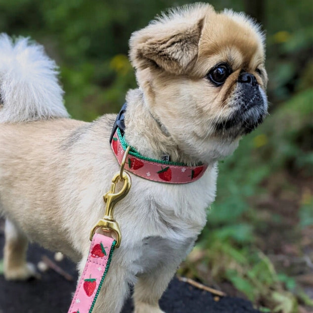 Leash | Strawberry Fields