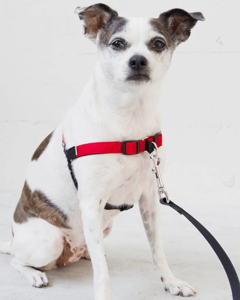 Linden No Pull Front Clip Dog Harness