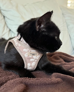 Mocha Flower Padded Cat Harness