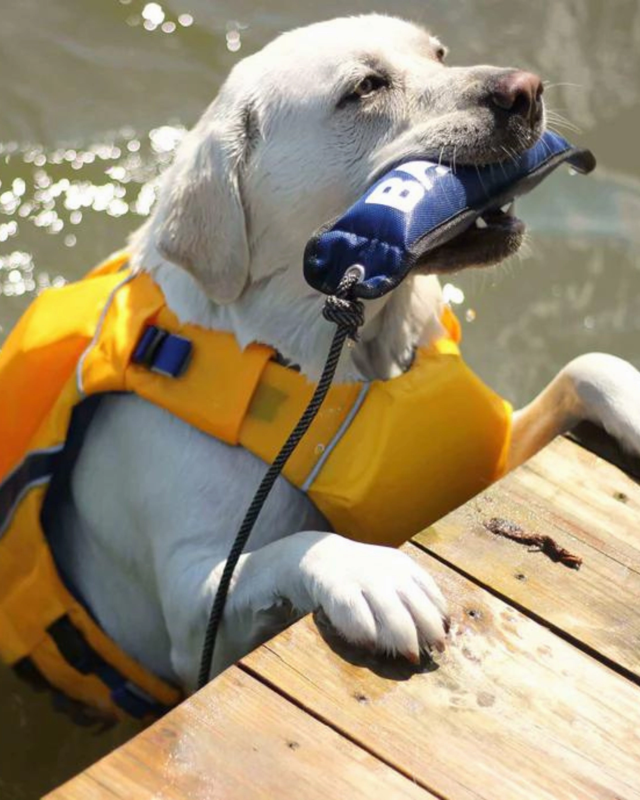 Monterey Bay Dog Life Jacket in Nautical Yellow