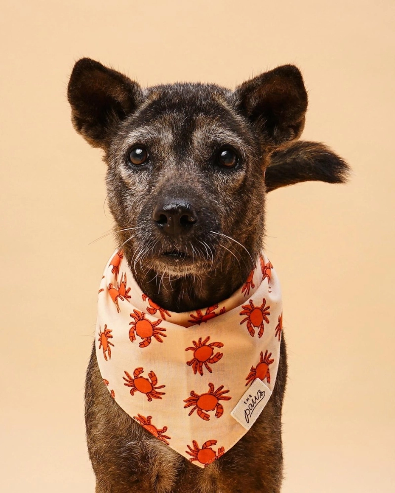 Mr. Crabby Dog Bandana