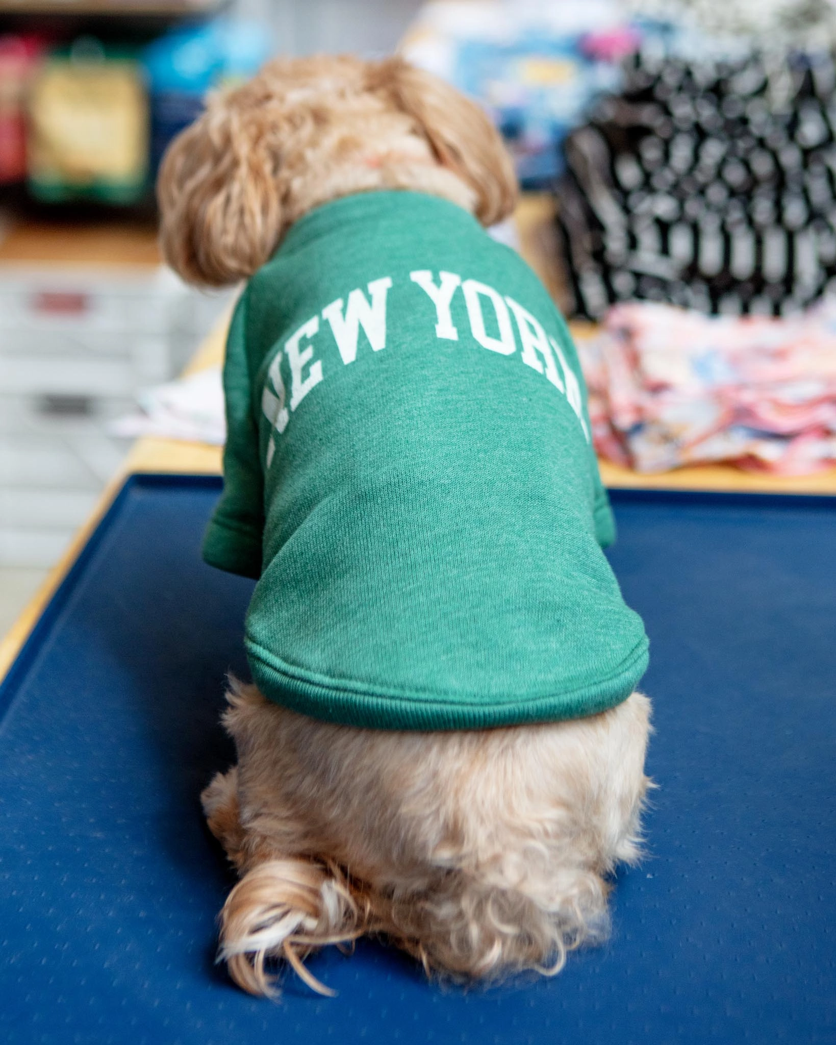 New York Dog Sweatshirt in Forest Heather