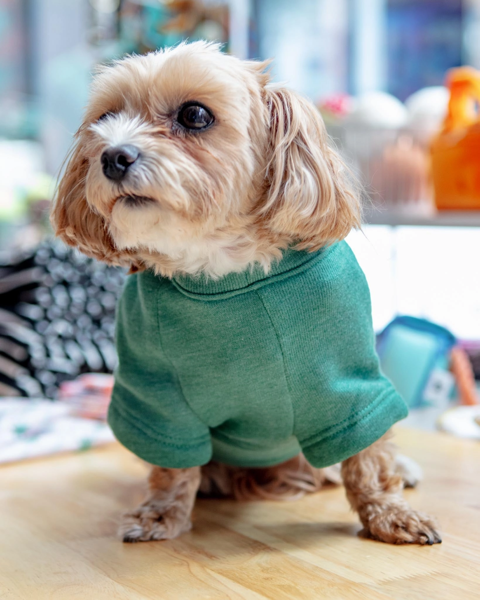 New York Dog Sweatshirt in Forest Heather