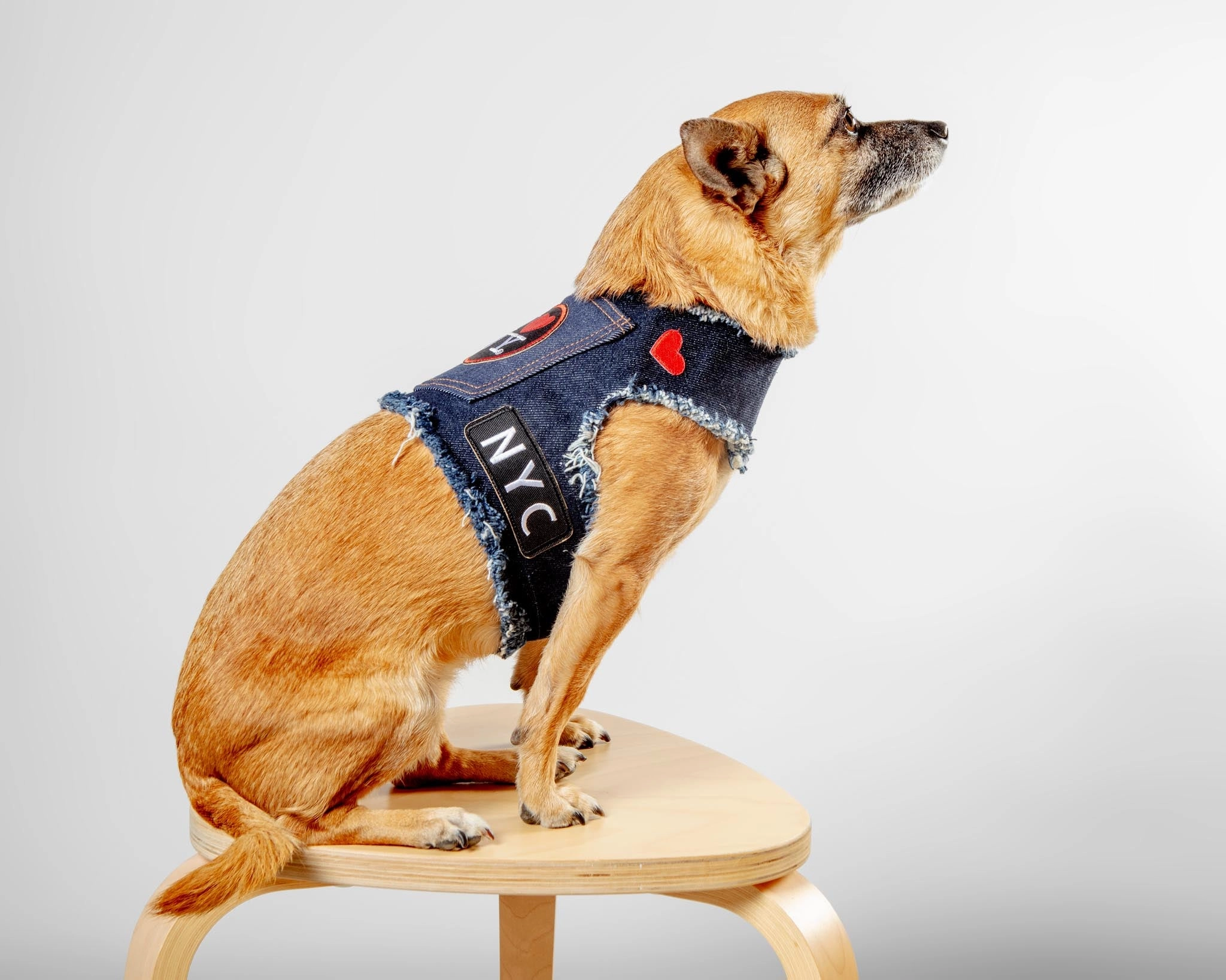 NYC Denim Dog Harness (Dog & Co. Exclusive)