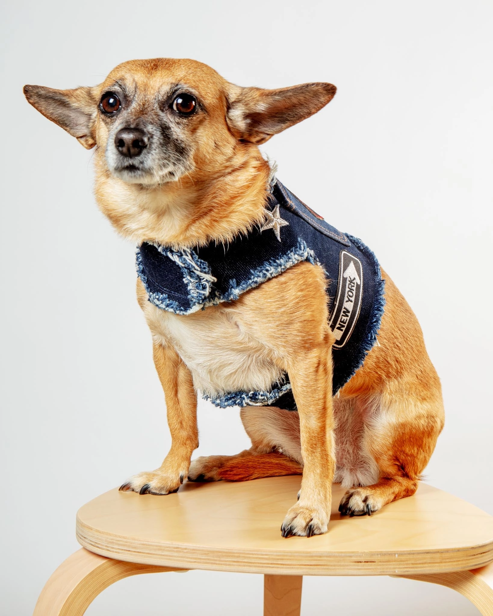 NYC Denim Dog Harness (Dog & Co. Exclusive)