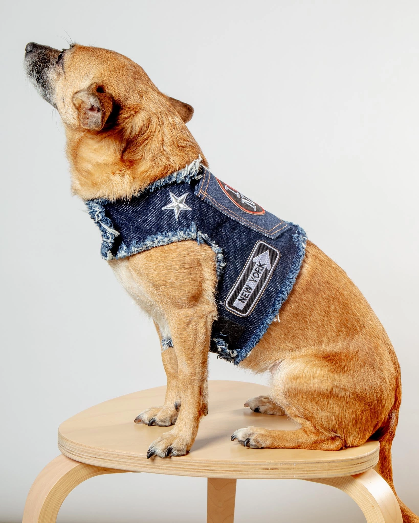 NYC Denim Dog Harness (Dog & Co. Exclusive)