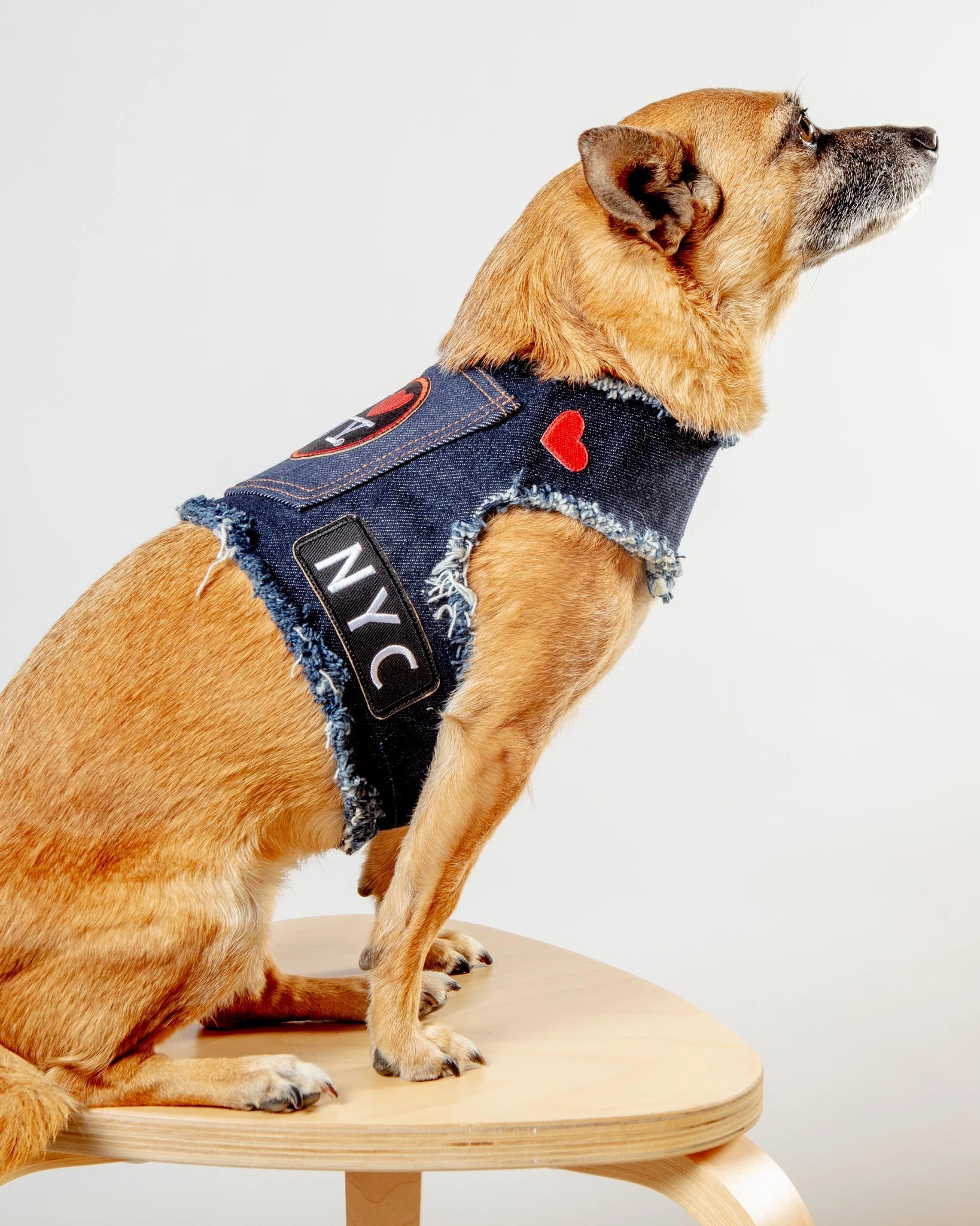 NYC Denim Dog Harness (Dog & Co. Exclusive)