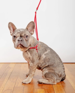 Nylon Step-In Adjustable Dog Harness in Red (Made in the USA)