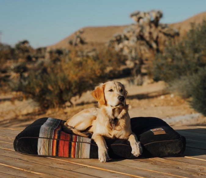 Pendleton Park Napper | Acadia