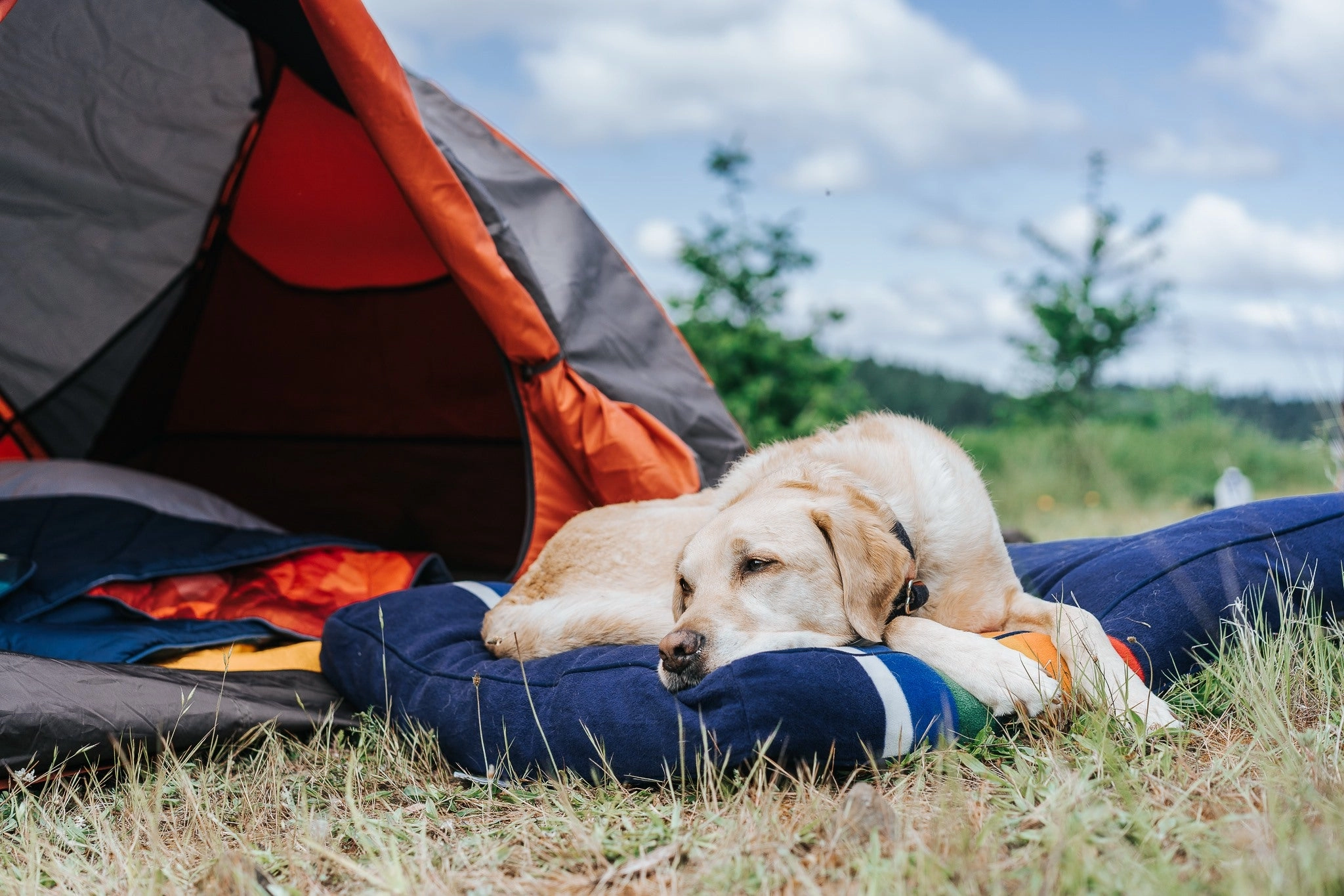 Pendleton Park Napper | Crater Lake