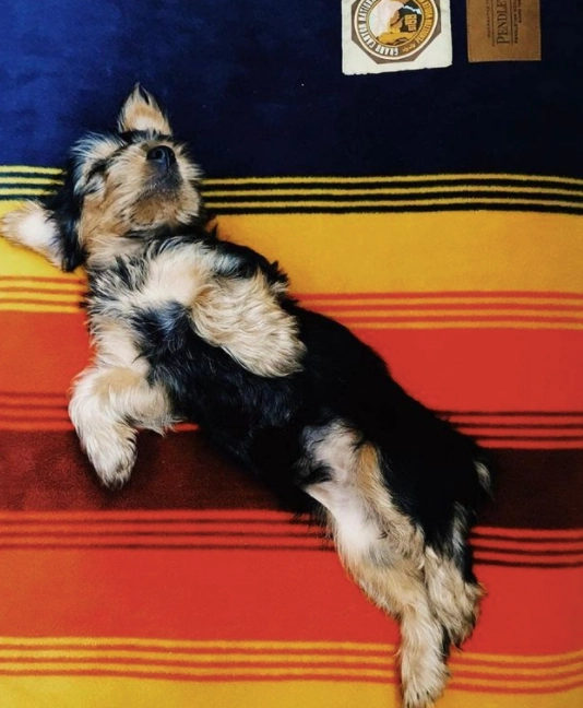 Pendleton Park Napper | Grand Canyon