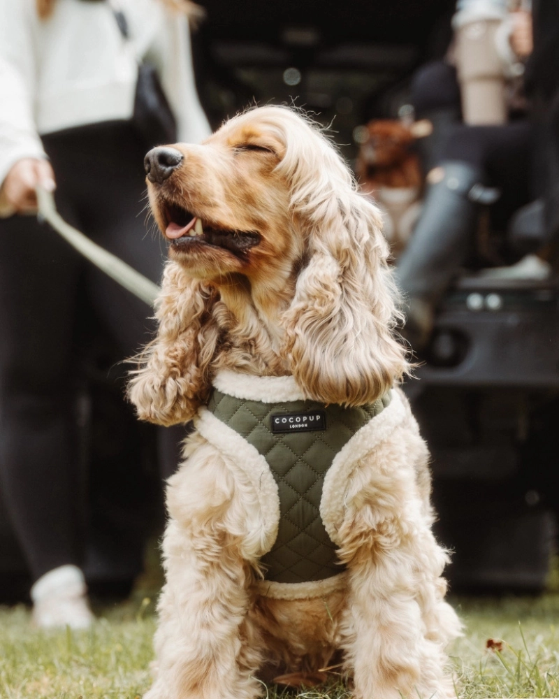 Quilted Adjustable Dog Harness in Khaki