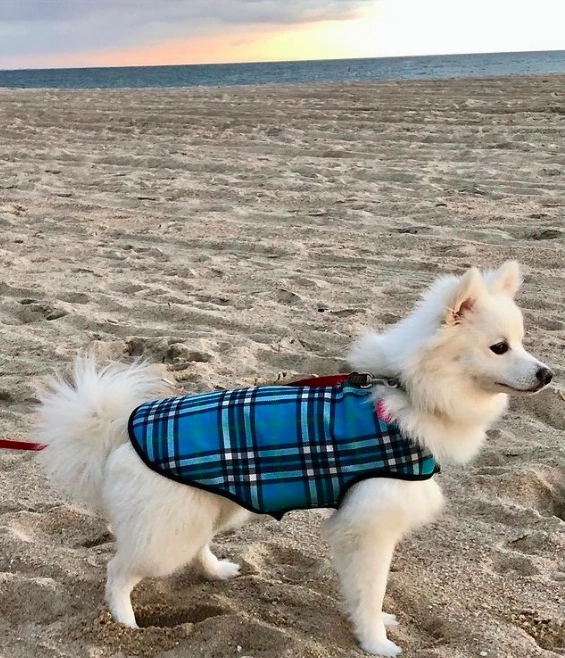 Raincoat | Bias Plaid Blue