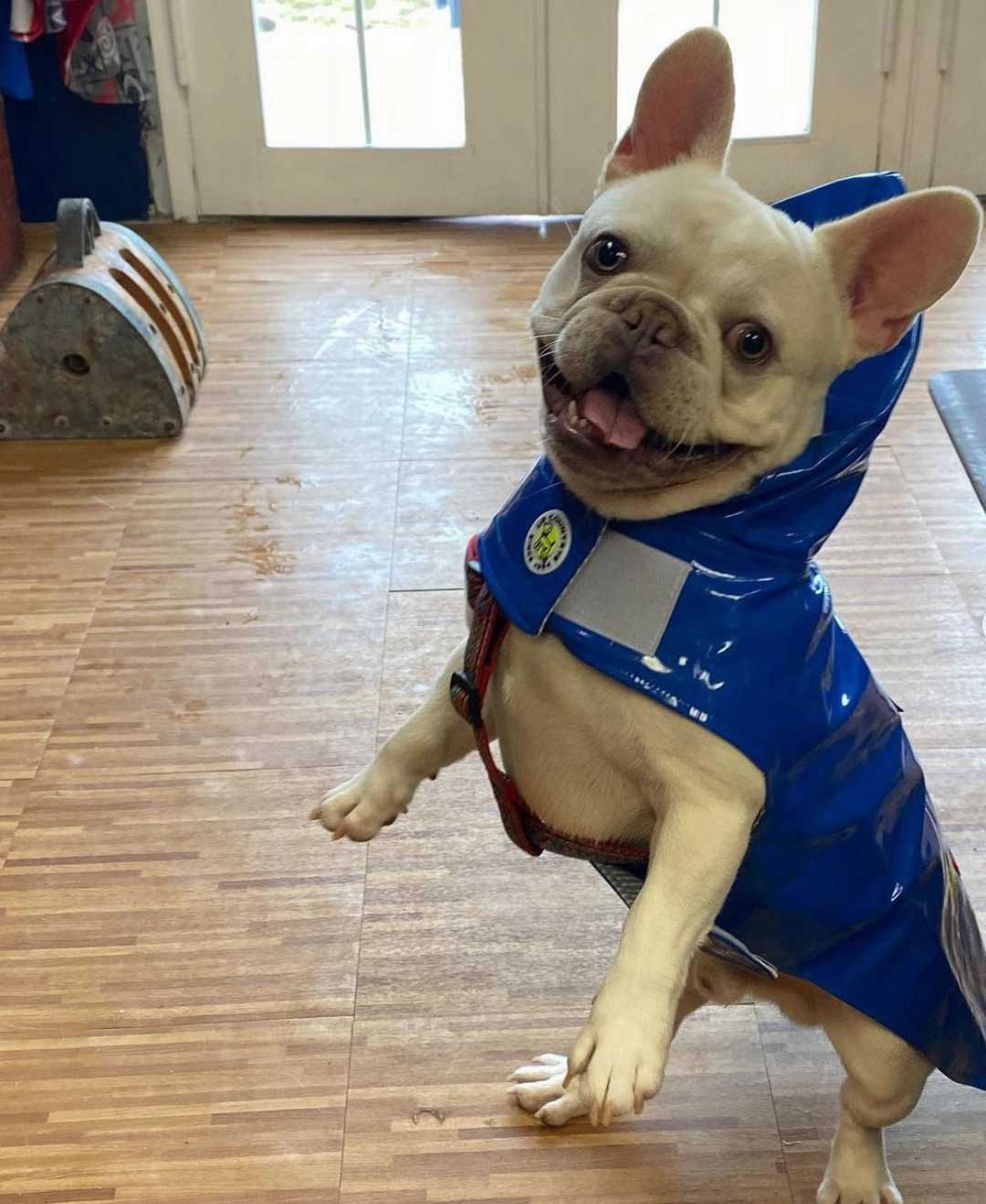 Raincoat Slicker | Blue Anchor