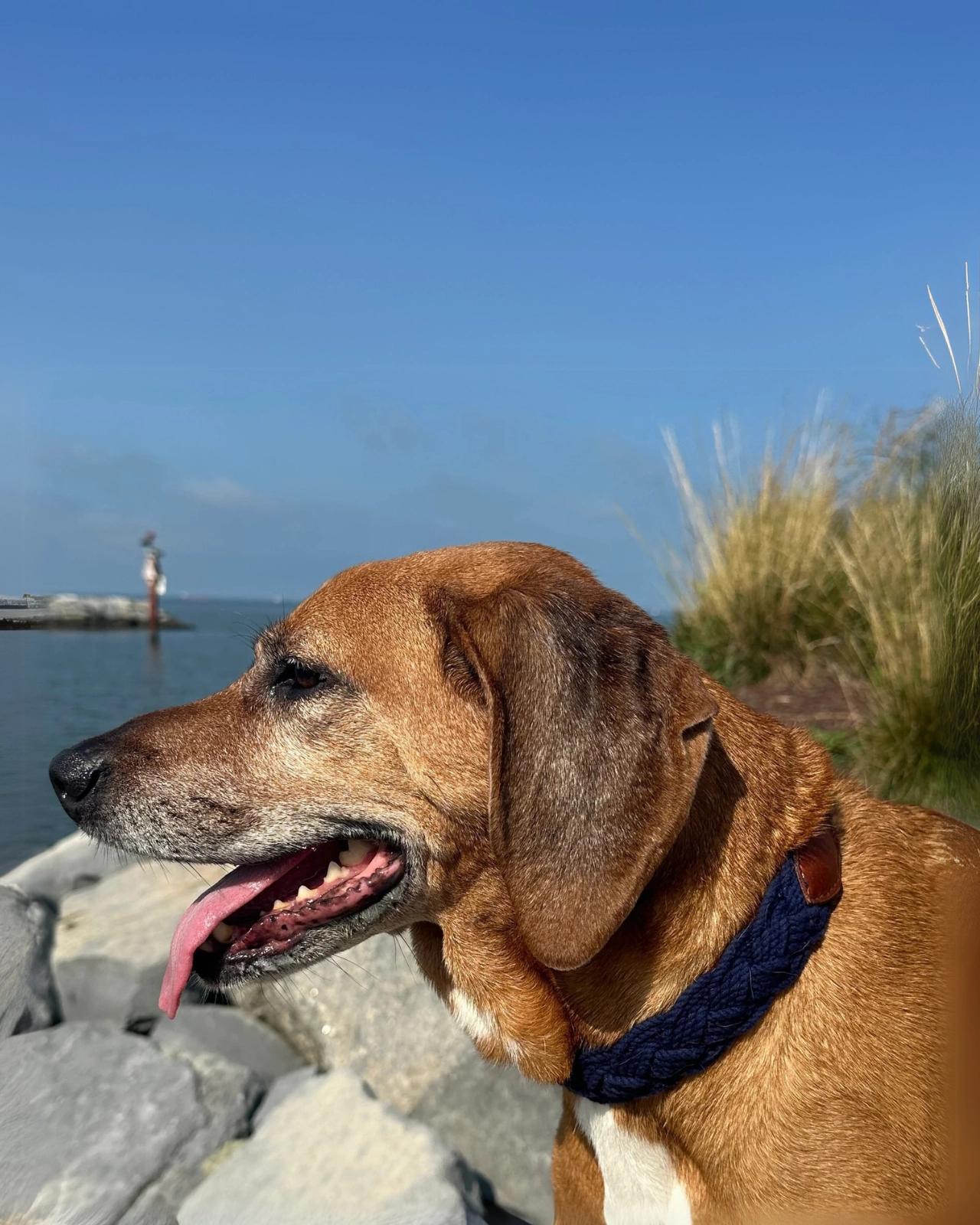 Seaside Cotton Woven Rope Dog Collar in Navy