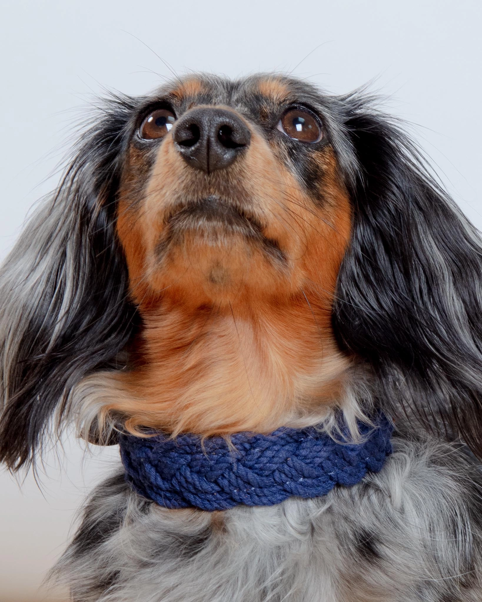 Seaside Cotton Woven Rope Dog Collar in Navy