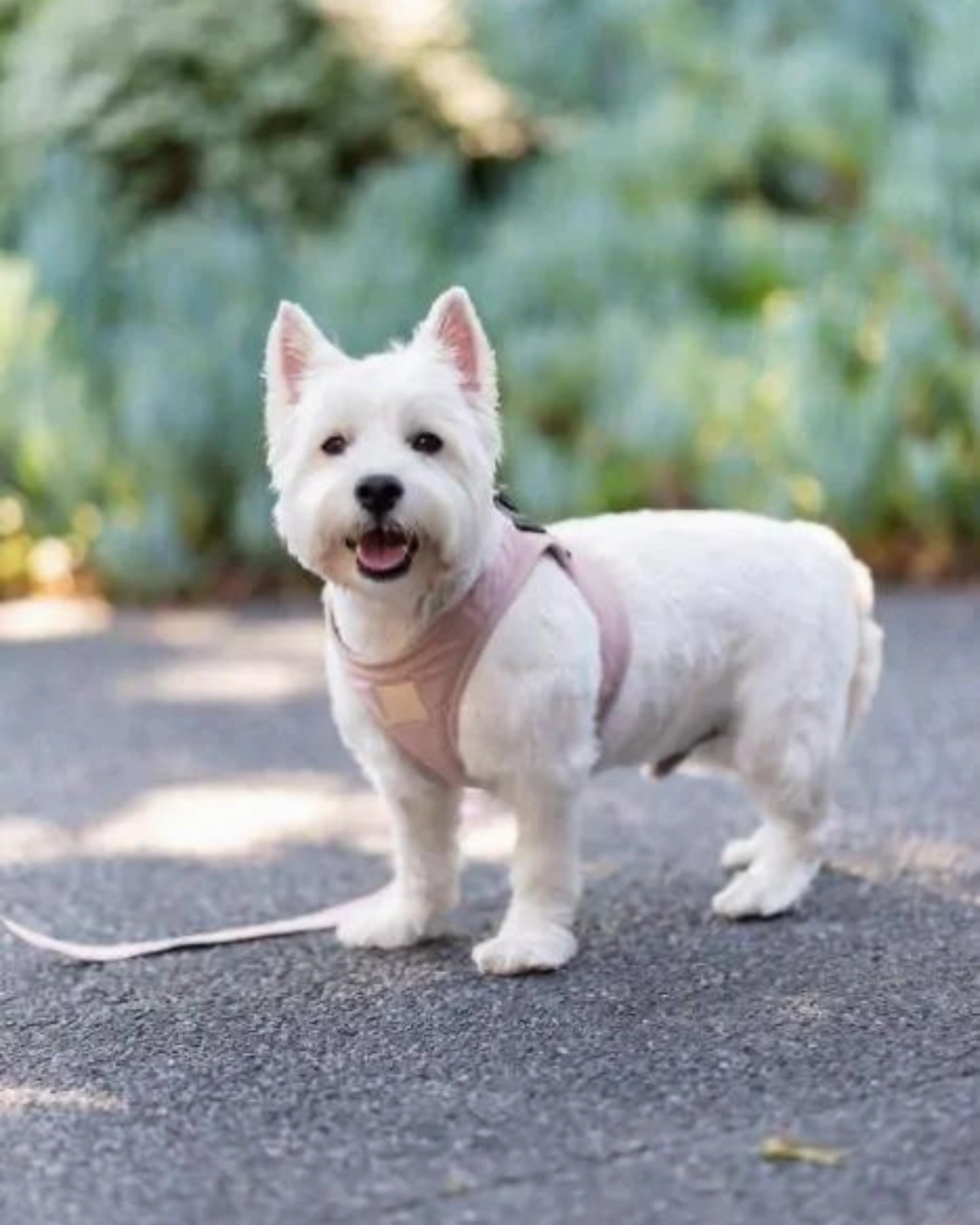 Soft Fabric Step-In Dog Harness in Sandstone, Myrtle Green, or Blush