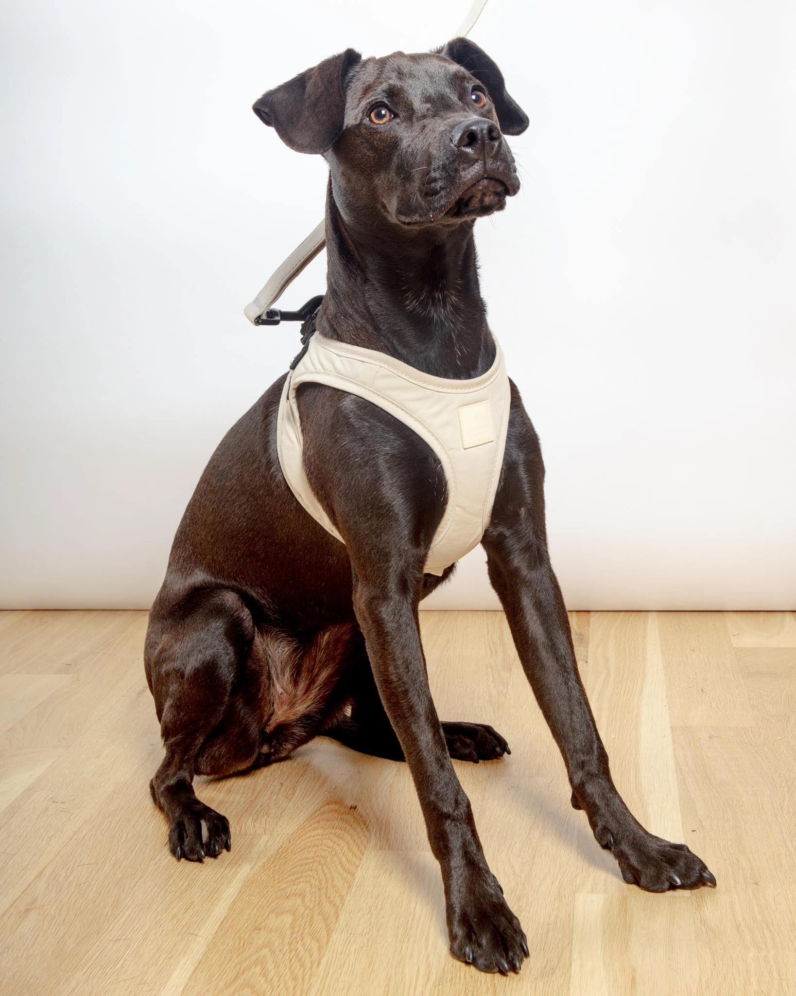 Soft Fabric Step-In Dog Harness in Sandstone, Myrtle Green, or Blush