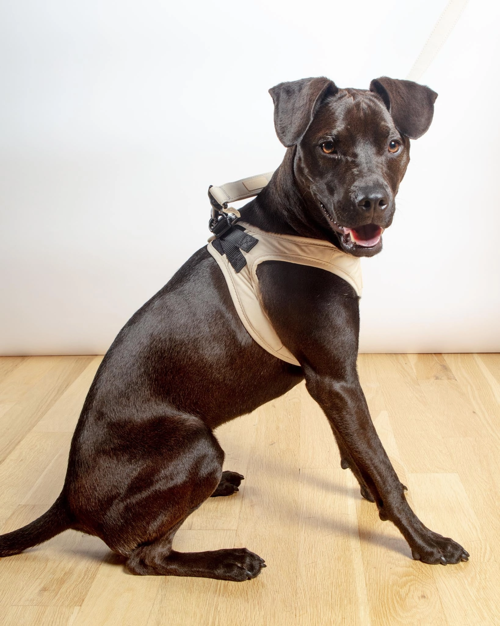 Soft Fabric Step-In Dog Harness in Sandstone, Myrtle Green, or Blush