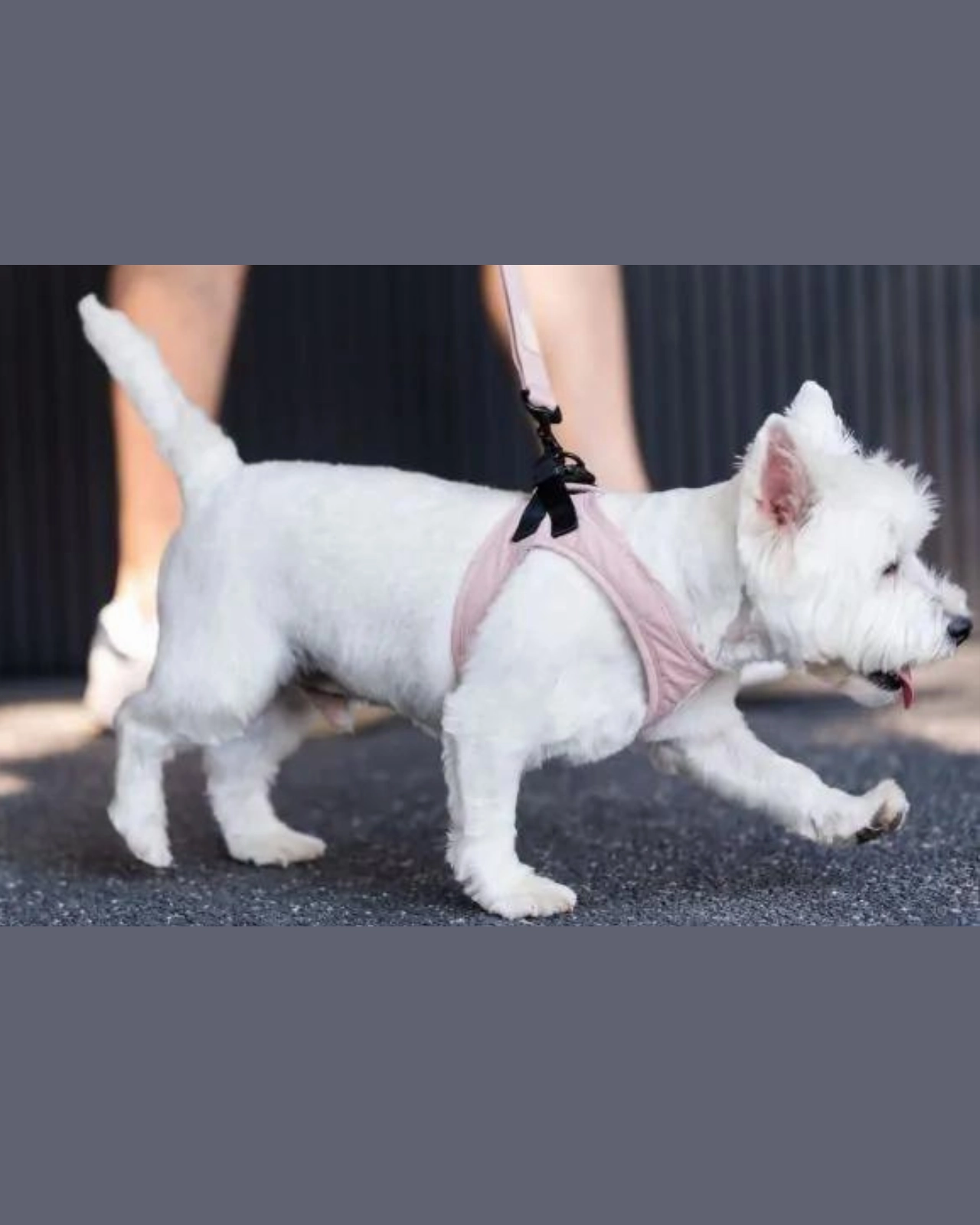 Soft Fabric Step-In Dog Harness in Sandstone, Myrtle Green, or Blush