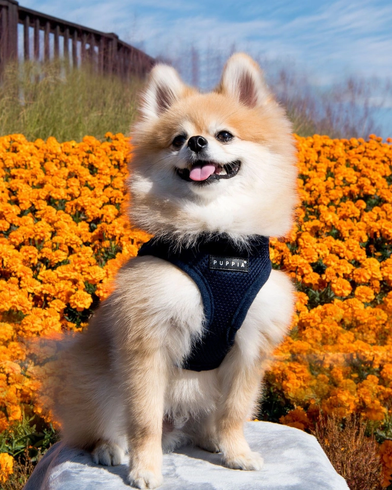 Soft Vest Dog Harness in Navy Blue