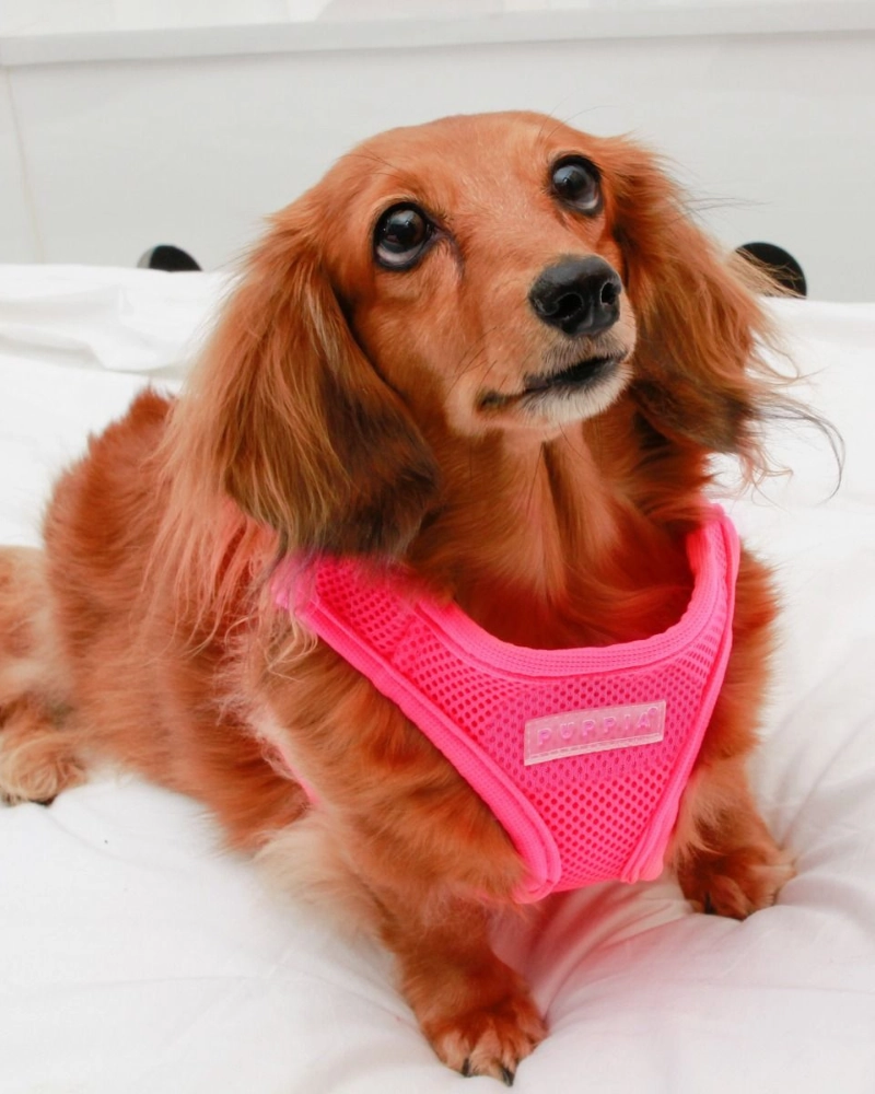 Soft Vest Dog Harness in Neon Pink