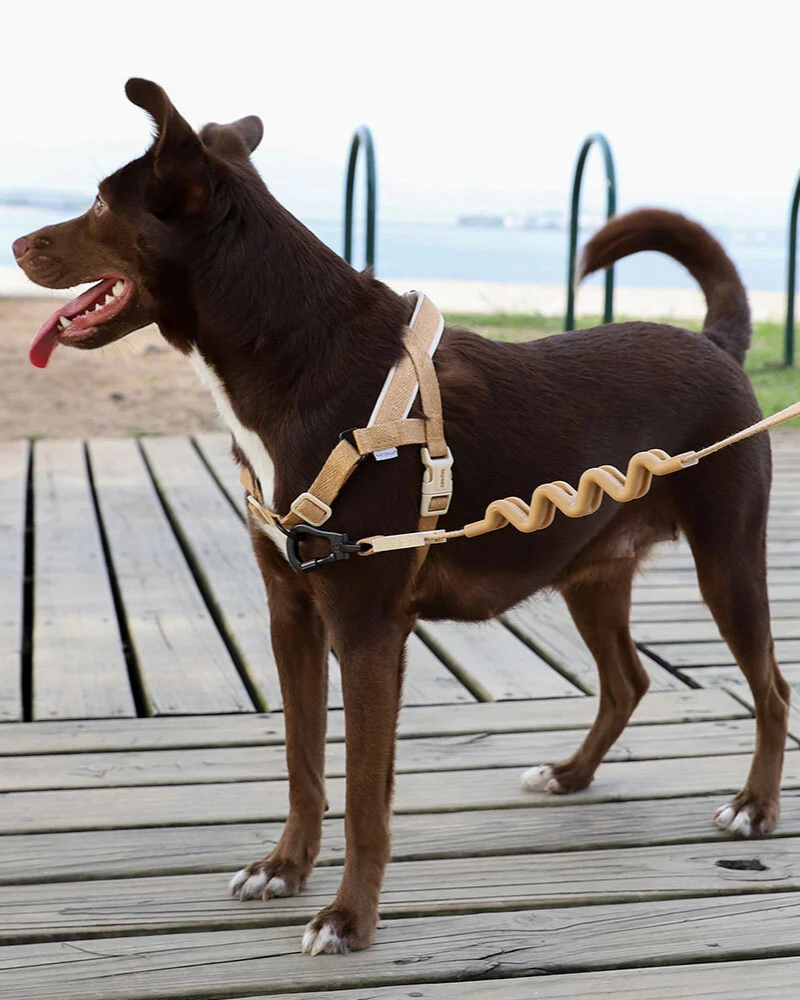 SofterWalk No-Pull Dog Harness in Dune (FINAL SALE)
