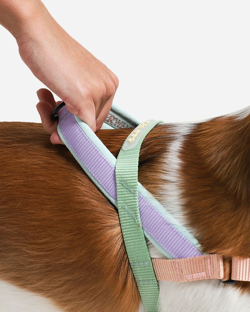 SofterWalk No-Pull Dog Harness in Peach