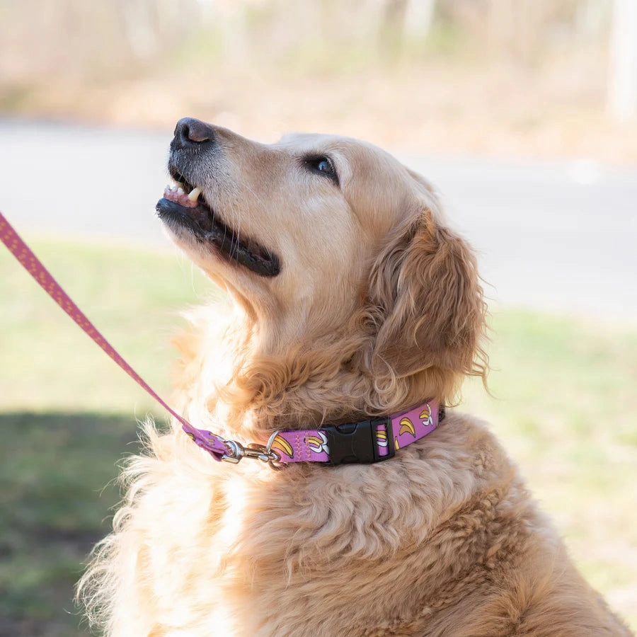 Sport Leash | Bananarama
