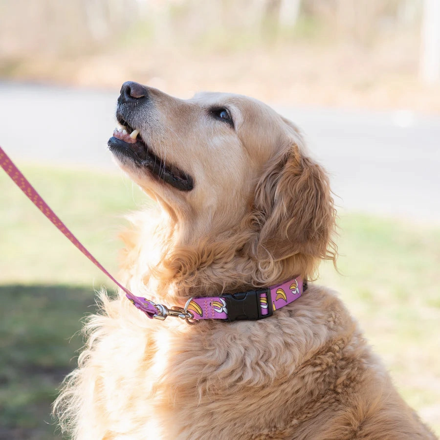 Sport Leash | Bananarama