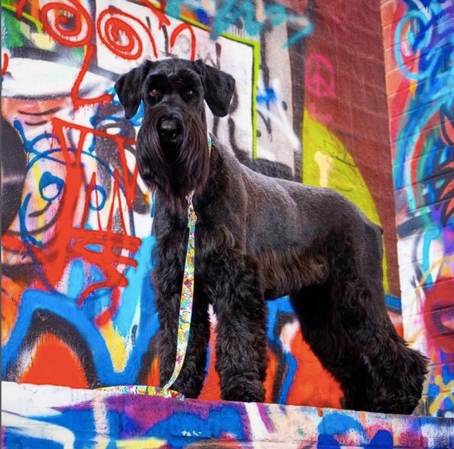 Sport Leash | Graffiti