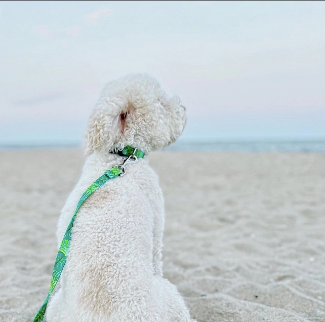 Sport Leash | Palms