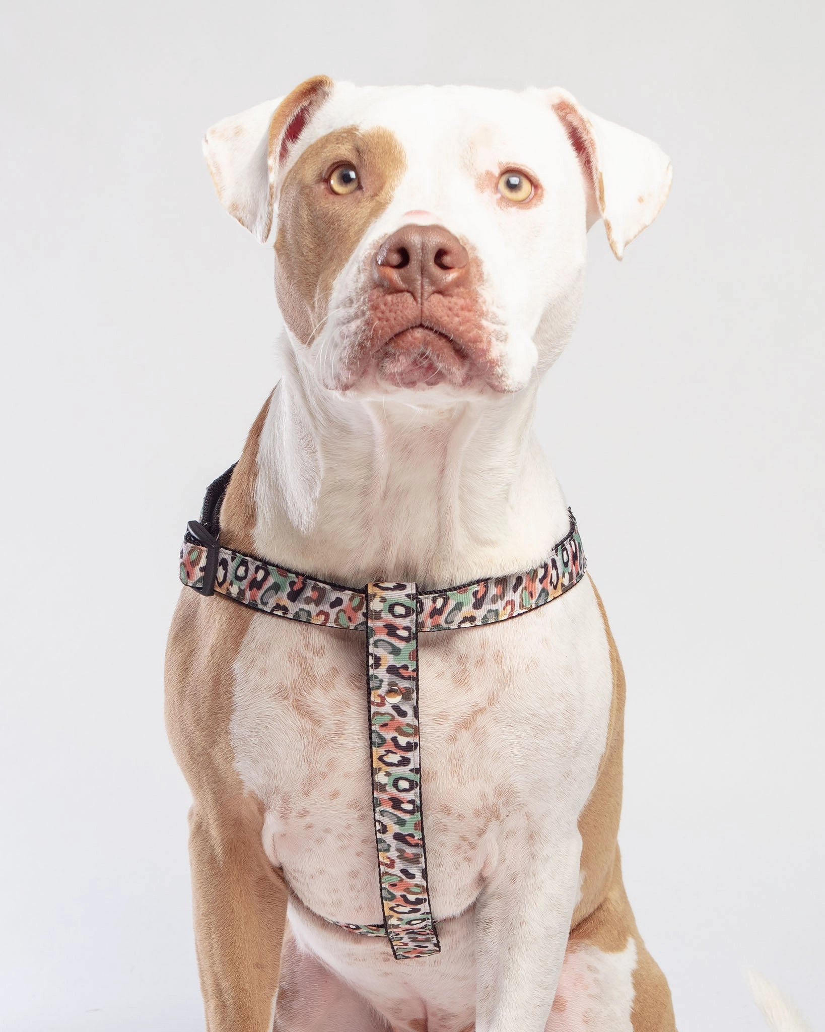 Step-In Dog Harness in Camo Leopard (Made in NYC)