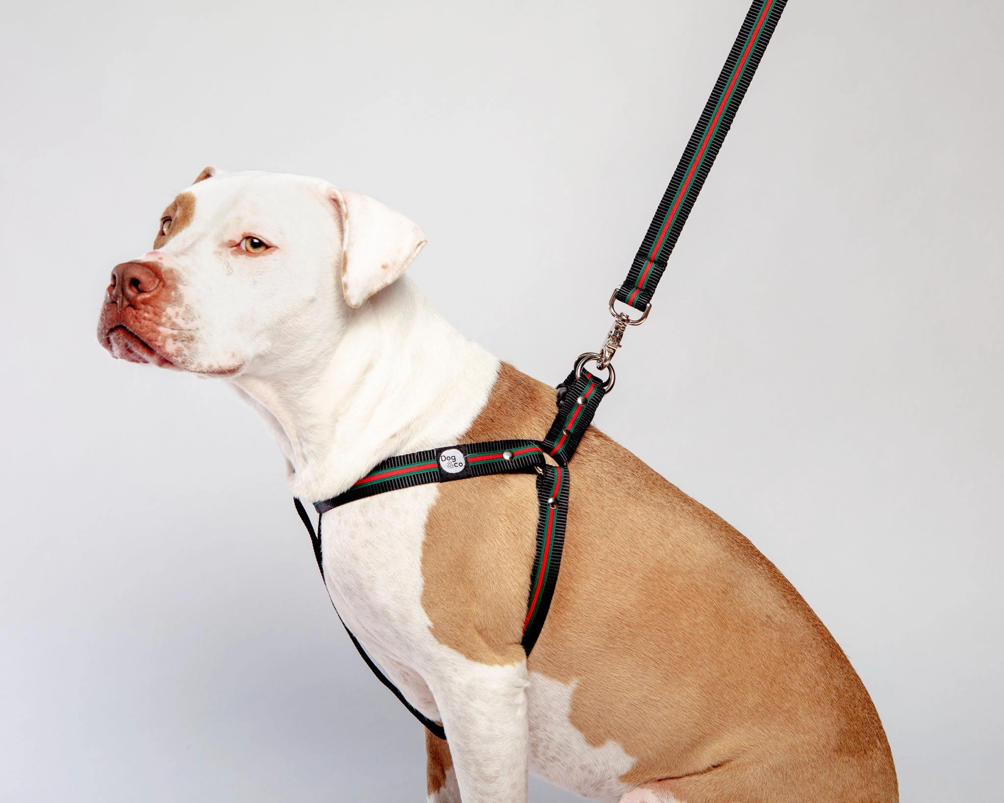 Step-In Dog Harness in Luxe Green & Red Stripe (Made in NYC)