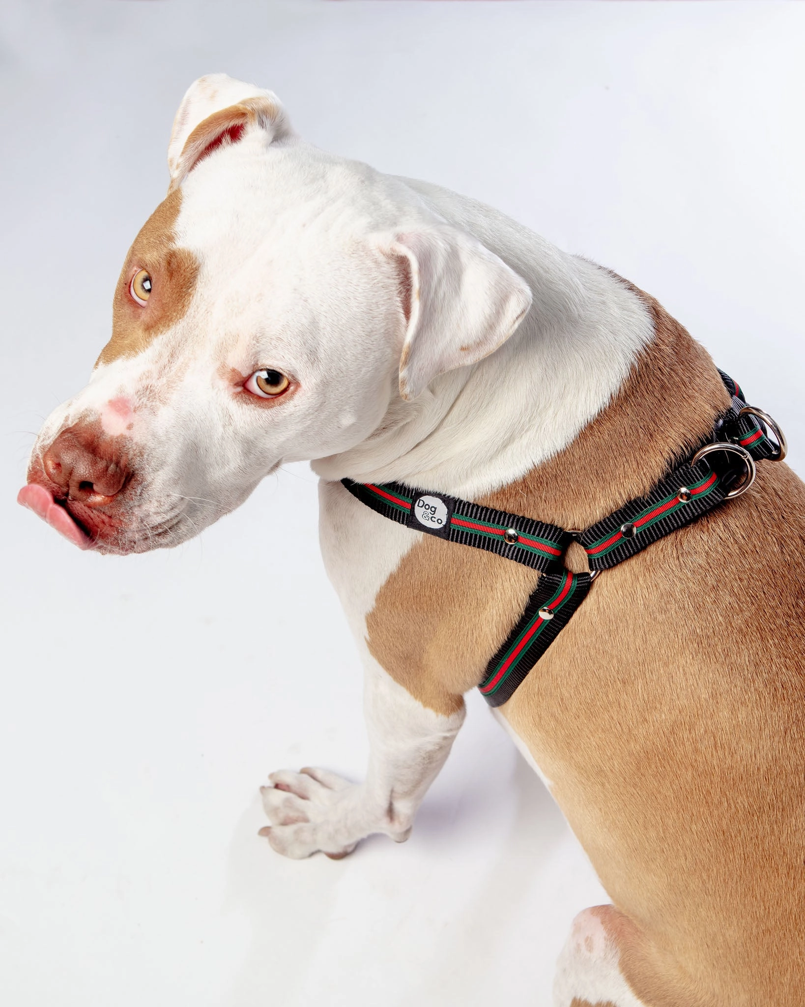 Step-In Dog Harness in Luxe Green & Red Stripe (Made in NYC)
