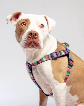 Step-In Dog Harness in Rainbow Serape & Leopard (Made in NYC)