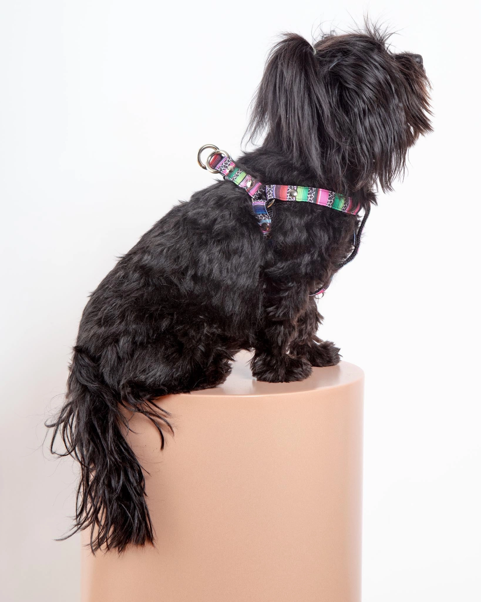 Step-In Dog Harness in Rainbow Serape & Leopard (Made in NYC)