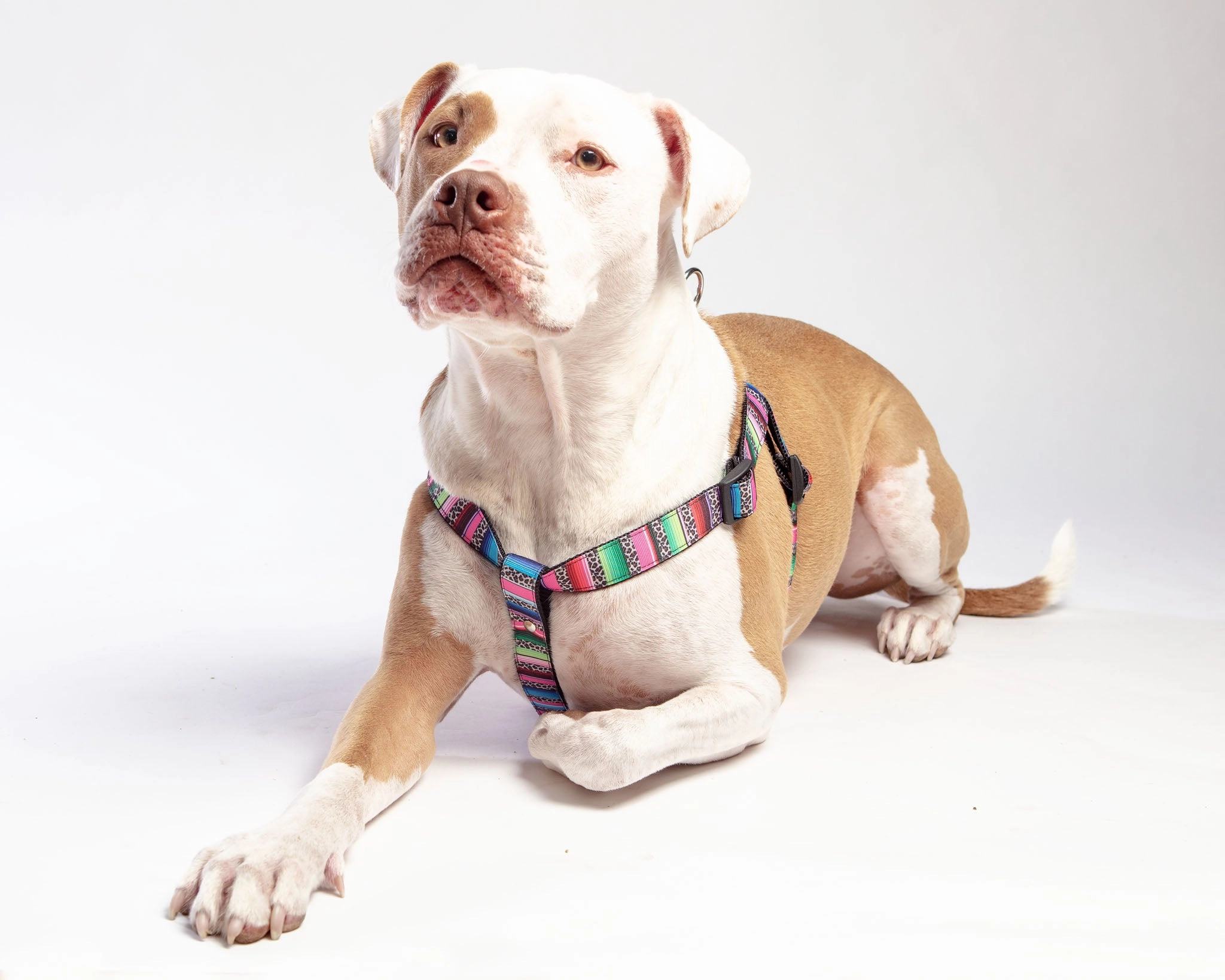 Step-In Dog Harness in Rainbow Serape & Leopard (Made in NYC)