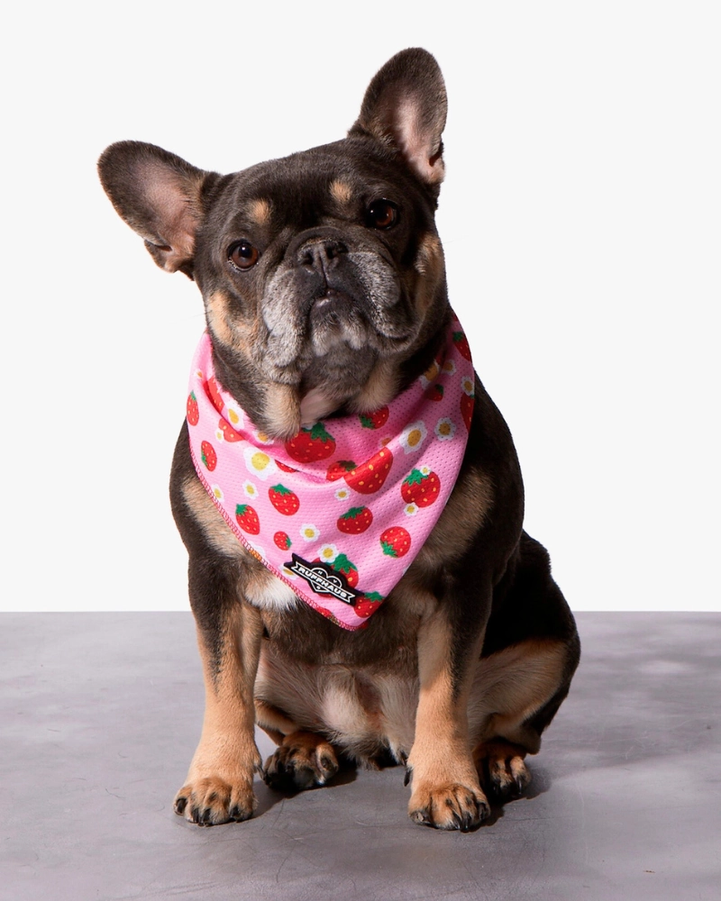 Strawberry Dog Cooling Bandana