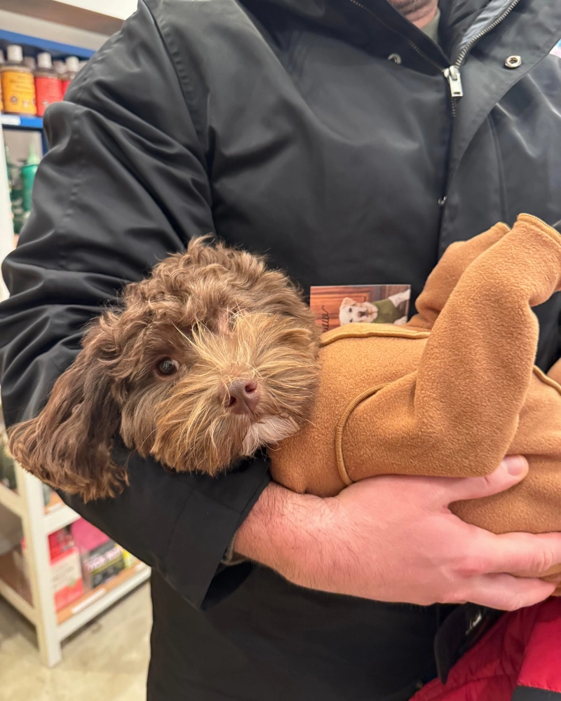 Stretch Fleece Onesie in Chipmunk (Made in the USA, DOG & CO.   GOLD PAW Exclusive!)