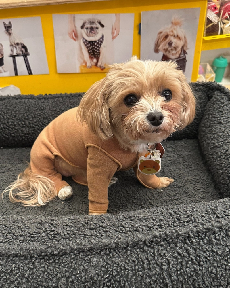 Stretch Fleece Onesie in Chipmunk (Made in the USA, DOG & CO.   GOLD PAW Exclusive!)