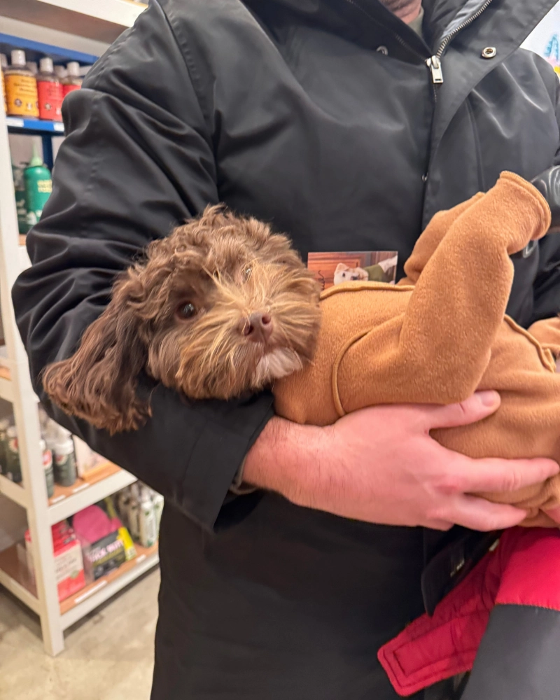 Stretch Fleece Onesie in Chipmunk (Made in the USA, DOG & CO.   GOLD PAW Exclusive!)
