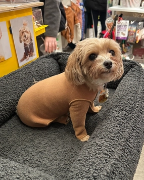 Stretch Fleece Onesie in Chipmunk (Made in the USA, DOG & CO.   GOLD PAW Exclusive!)