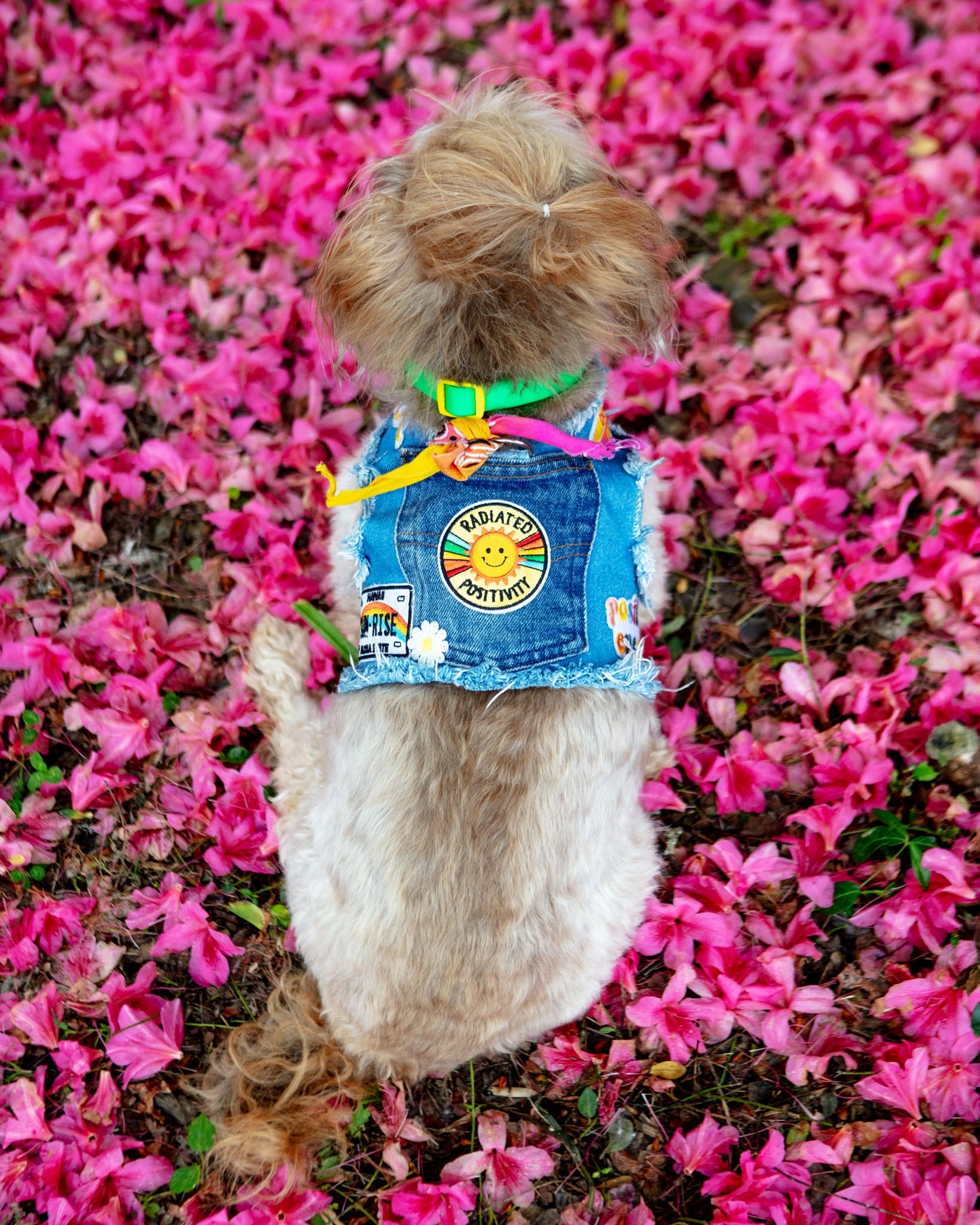 Sunshine Positivity Denim Dog Harness (Made in the USA)