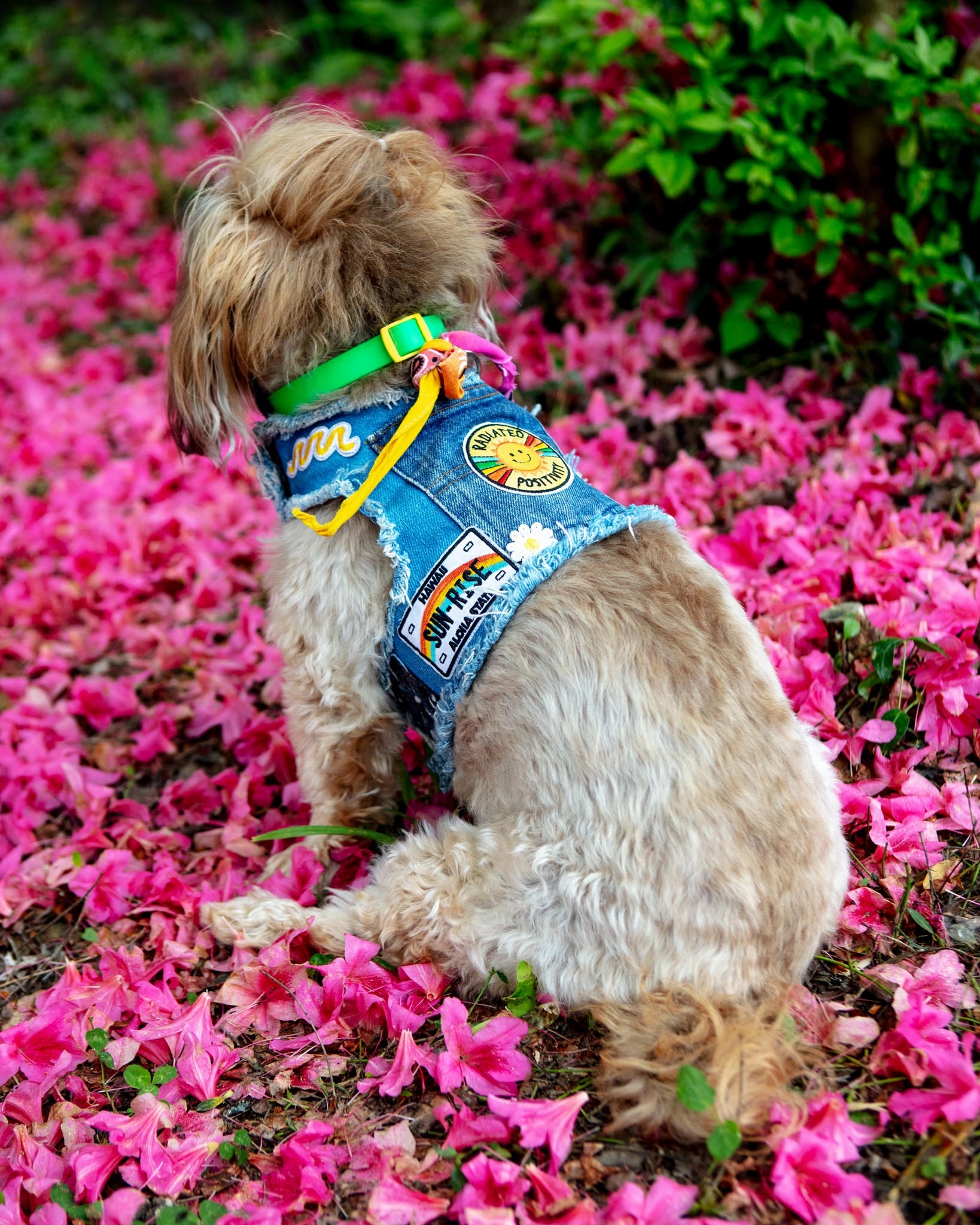 Sunshine Positivity Denim Dog Harness (Made in the USA)