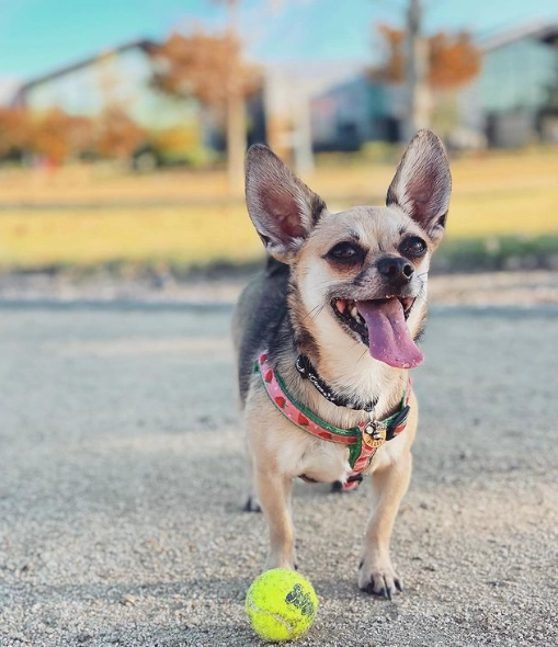 Teacup Harness | Strawberry Fields